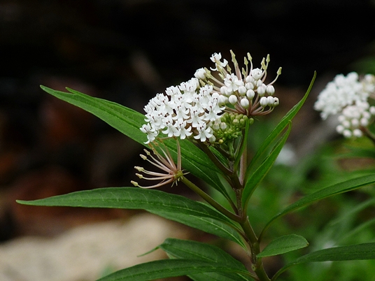 {Asclepias perennis}
